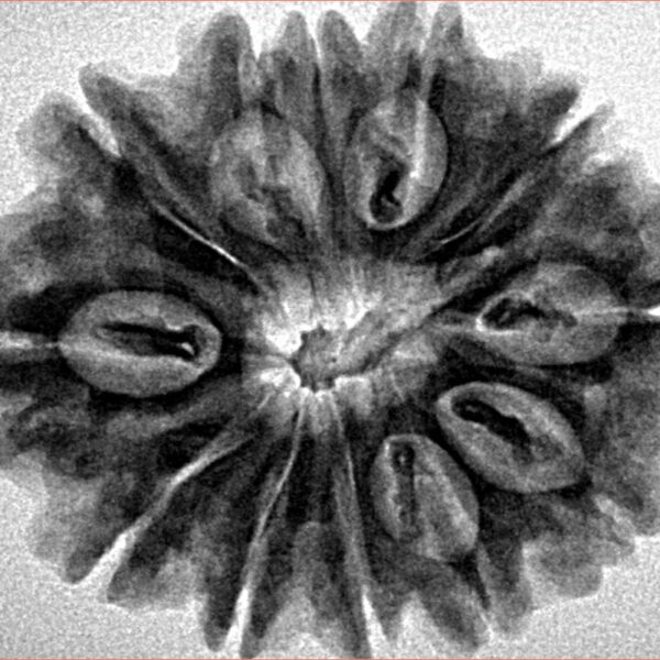 12 Mukhi Rudraksha 29.6mm 5.34gm - Inverse xray