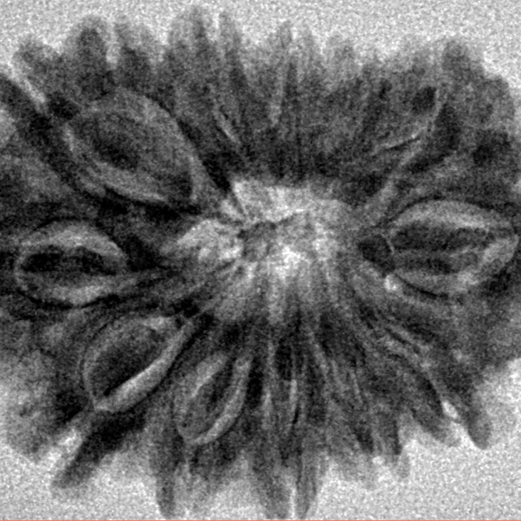 13 Mukhi Rudraksha 29.8mm 4.84gm - Inverse xray