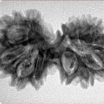 13 Mukhi Gaurishankar 32.5mm 4.51gm - Inverse xray