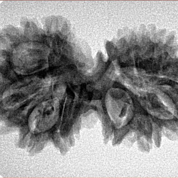 13 Mukhi Gaurishankar 32.5mm 4.51gm - Inverse xray