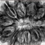 12 Mukhi Rudraksha 34.7mm 9.42gm - Inverse xray