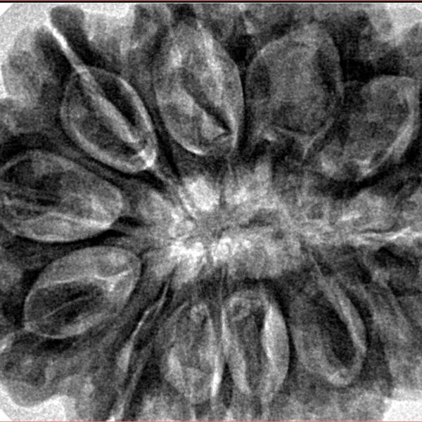 12 Mukhi Rudraksha 34.7mm 9.42gm - Inverse xray