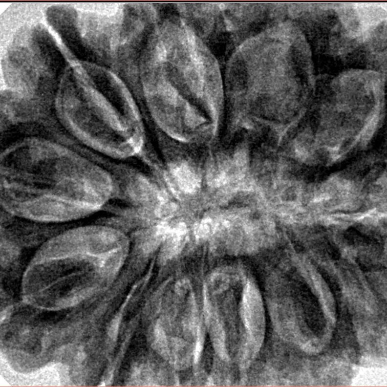 12 Mukhi Rudraksha 34.7mm 9.42gm - Inverse xray