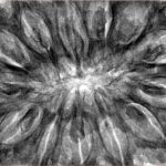 13 Mukhi Rudraksha 41.4mm 13gm - Inverse xray