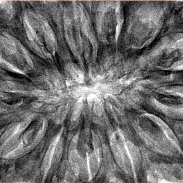 13 Mukhi Rudraksha 41.4mm 13gm - Inverse xray