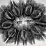 12 Mukhi Rudraksha 31.3mm 7gm - Inverse xray