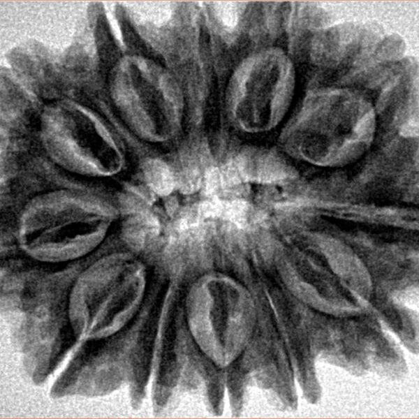 12 Mukhi Rudraksha 31.3mm 7gm - Inverse xray