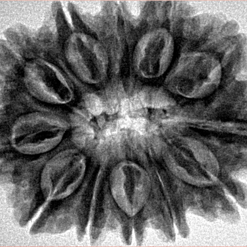 12 Mukhi Rudraksha 31.3mm 7gm - Inverse xray