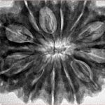 12 Mukhi Rudraksha 34.7mm 8.88gm - Inverse xray