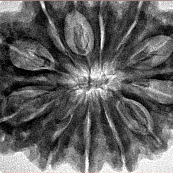 12 Mukhi Rudraksha 34.7mm 8.88gm - Inverse xray