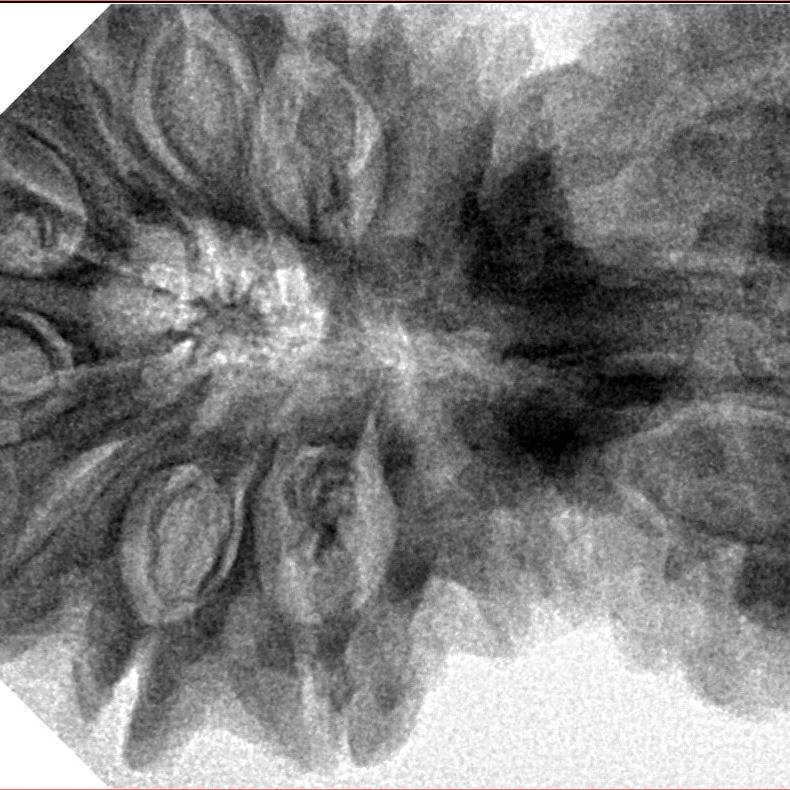 14 Mukhi Gaurishankar 45.2mm 10.69gm - Inverse xray