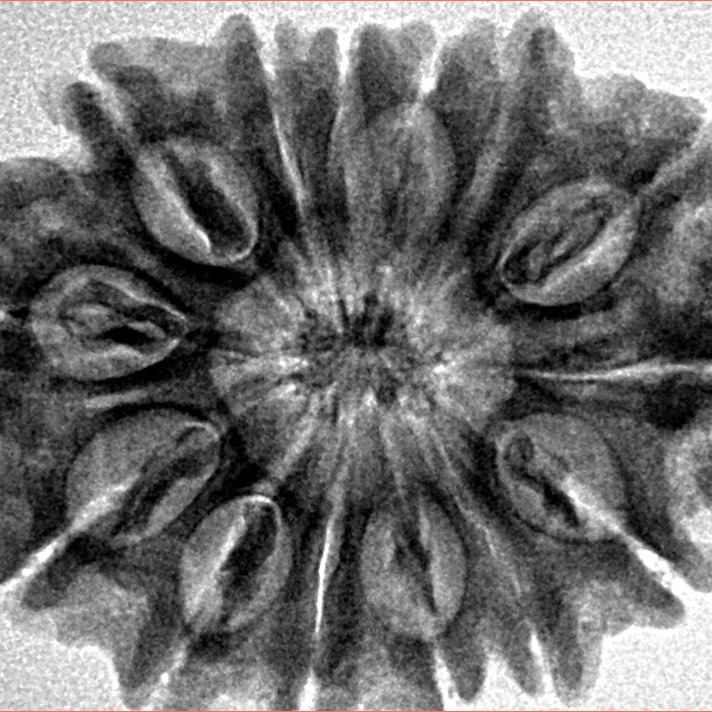 14 Mukhi Rudraksha 28.2mm 5gm - Inverse xray