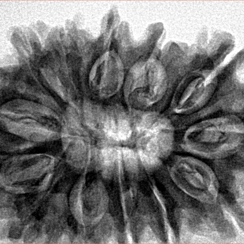 13 Mukhi Rudraksha 34.1mm 7.33gm - Inverse xray