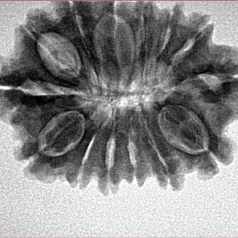 14 Mukhi Rudraksha 27.9mm 4.53gm - Inverse xray