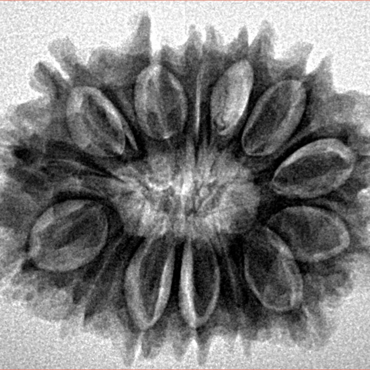 14 Mukhi Rudraksha 26.9mm 4.47gm - Inverse xray