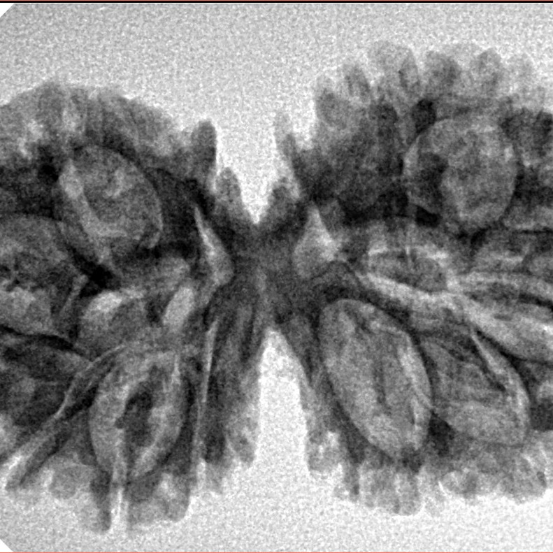 14 Mukhi Gaurishankar 35.2mm 5.26gm - Inverse xray