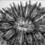 13 Mukhi Rudraksha 34.5mm 5.81gm - Inverse xray