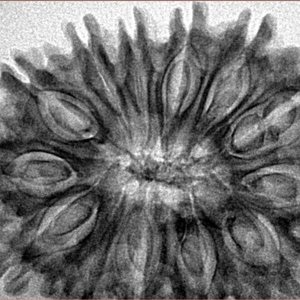 13 Mukhi Rudraksha 34.5mm 5.81gm - Inverse xray