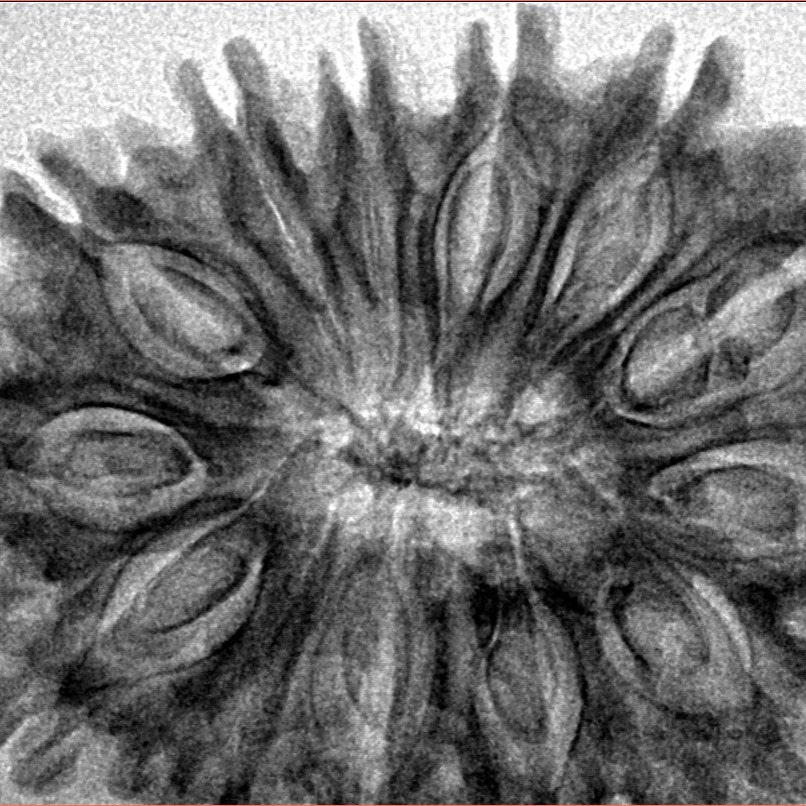 13 Mukhi Rudraksha 34.5mm 5.81gm - Inverse xray