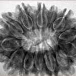 13 Mukhi Rudraksha 32.3mm 6.87gm - Inverse xray