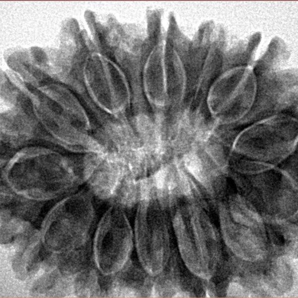13 Mukhi Rudraksha 32.3mm 6.87gm - Inverse xray