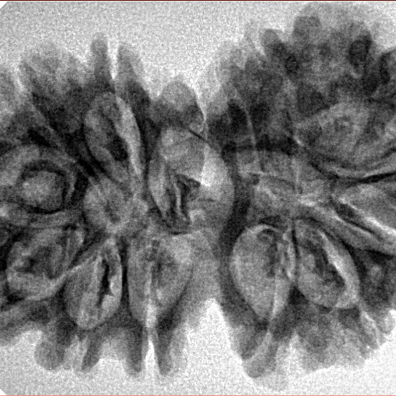 14 Mukhi Gaurishankar 35.6mm 6gm - Inverse xray