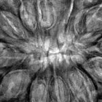 12 Mukhi Rudraksha 35.8mm 8.88gm - Inverse xray