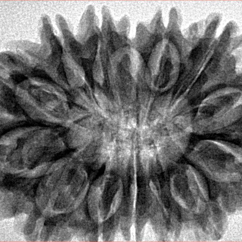 14 Mukhi Rudraksha 34mm 6.93gm - Inverse xray