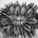 13 Mukhi Rudraksha 32.1mm 5.09gm - Inverse xray