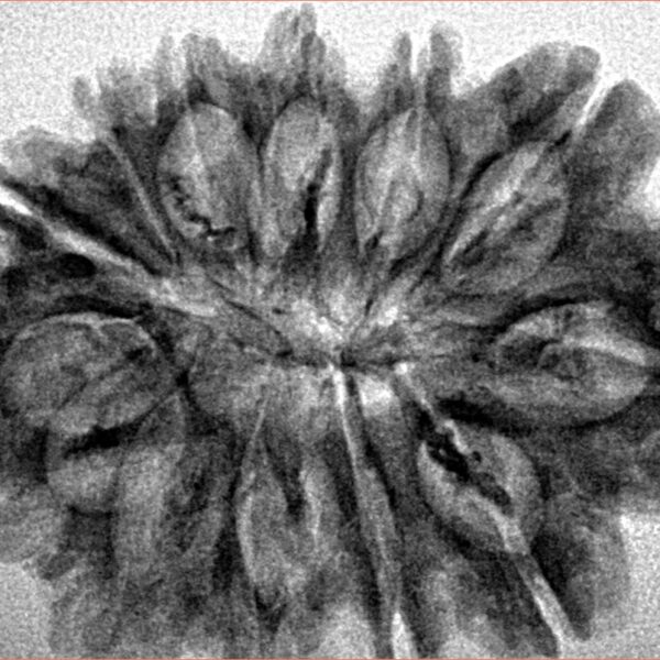 13 Mukhi Rudraksha 32.1mm 5.09gm - Inverse xray