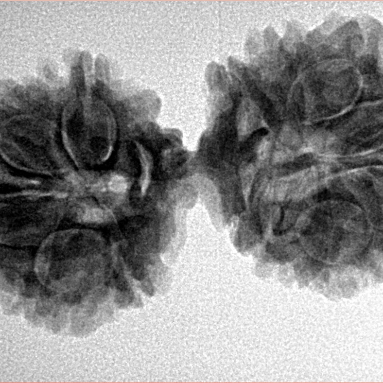 14 Mukhi Gaurishankar 34.7mm 5.19gm - Inverse xray