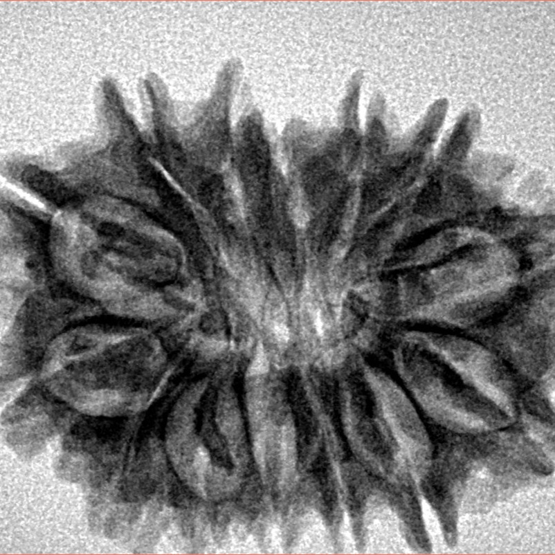 14 Mukhi Rudraksha 28.3mm 4.3gm - Inverse xray