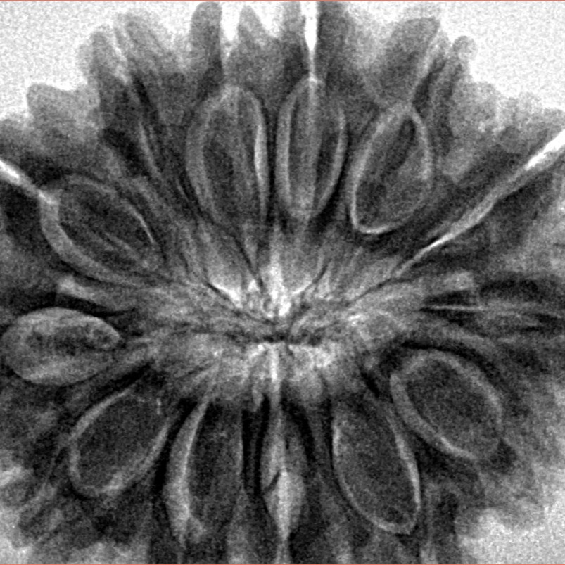 13 Mukhi Rudraksha 31.4mm 6.43gm - Inverse xray