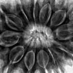 12 Mukhi Rudraksha 31mm 7.62gm - Inverse xray