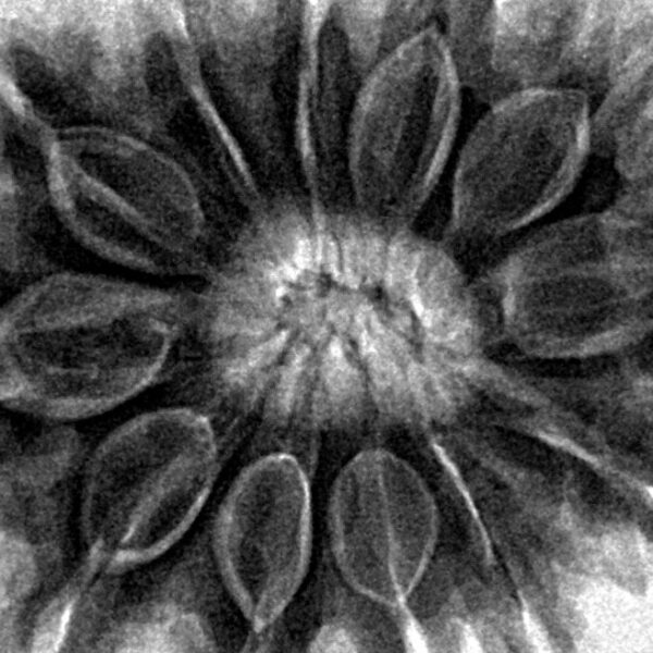 12 Mukhi Rudraksha 31mm 7.62gm - Inverse xray