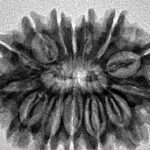 14 Mukhi Rudraksha 29.5mm 4.63gm - Inverse xray