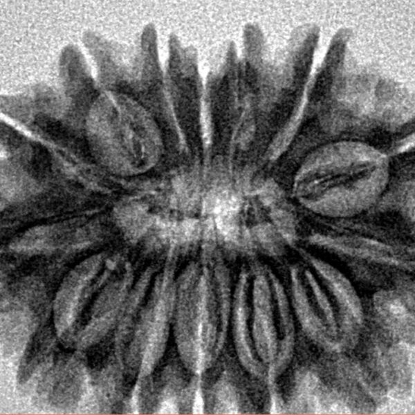 14 Mukhi Rudraksha 29.5mm 4.63gm - Inverse xray