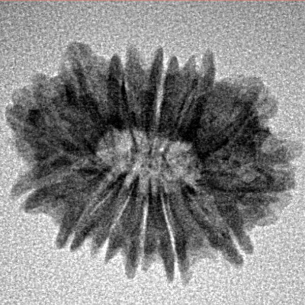 13 Mukhi Rudraksha 21.6mm 1.86gm - Inverse xray