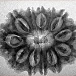 12 Mukhi Rudraksha 28.9mm 4.55gm - Inverse xray