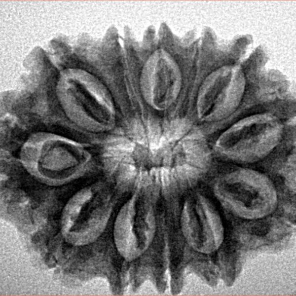 12 Mukhi Rudraksha 28.9mm 4.55gm - Inverse xray