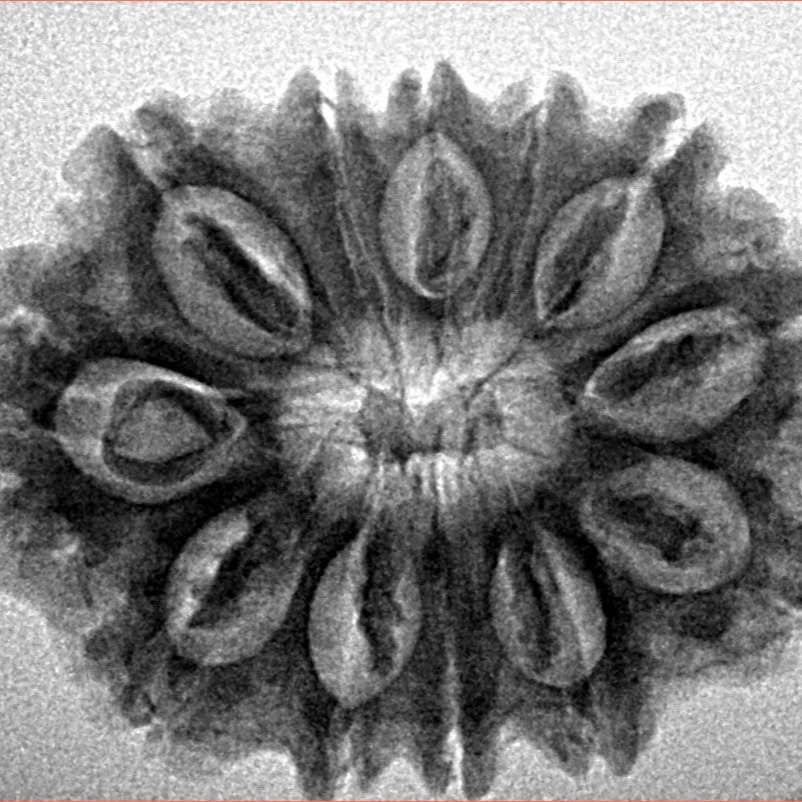 12 Mukhi Rudraksha 28.9mm 4.55gm - Inverse xray