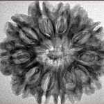 12 Mukhi Rudraksha 27.7mm 3.64gm - Inverse xray