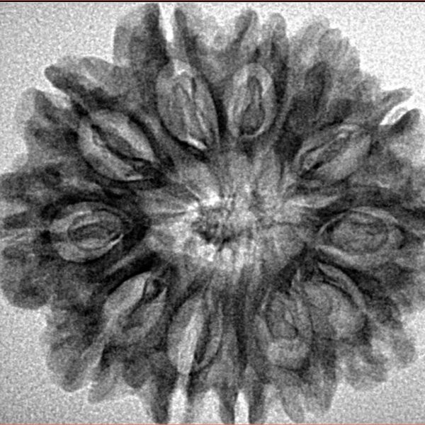 12 Mukhi Rudraksha 27.7mm 3.64gm - Inverse xray