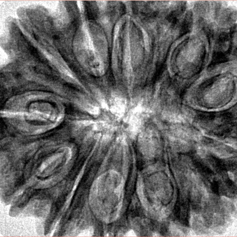 13 Mukhi Rudraksha 33.8mm 8.11gm - Inverse xray