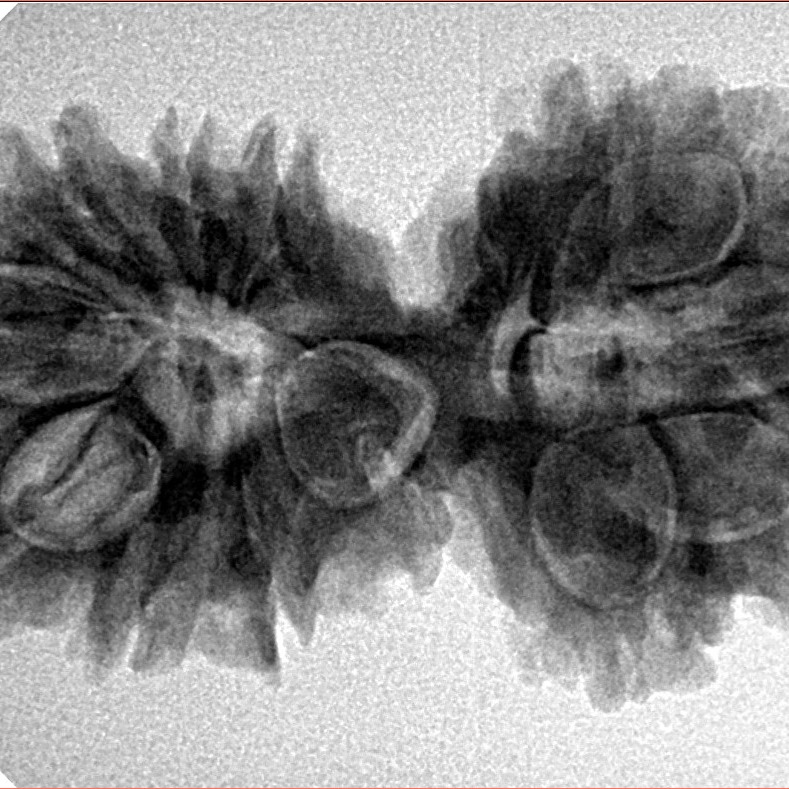 14 Mukhi Gaurishankar 33.2mm 5.56gm - Inverse xray