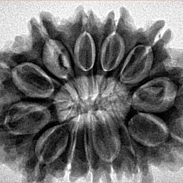 13 Mukhi Rudraksha 32mm 6.91gm - Inverse xray