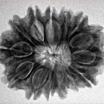 14 Mukhi Rudraksha 28mm 5gm - Origin: Nepal - Inverse xray