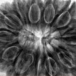 12 Mukhi Rudraksha 35.1mm 9.64gm - Inverse xray