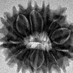 13 Mukhi Rudraksha 20.6mm 2.49gm - Inverse xray