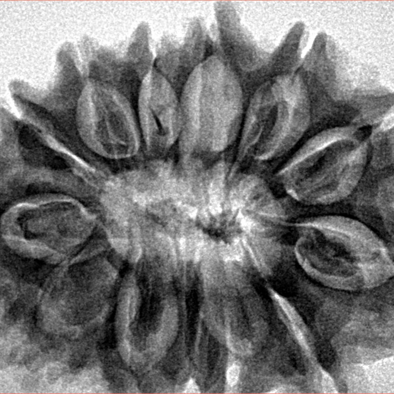 13 Mukhi Rudraksha 32.3mm 6.27gm - Inverse xray